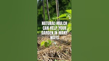 The Benefits of Natural Mulch for Your Garden - A Beginner