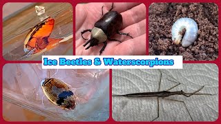 Ice Beetles and Waterscorpions