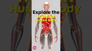 Different Types Of Human Body 3D Learning Lab Biology