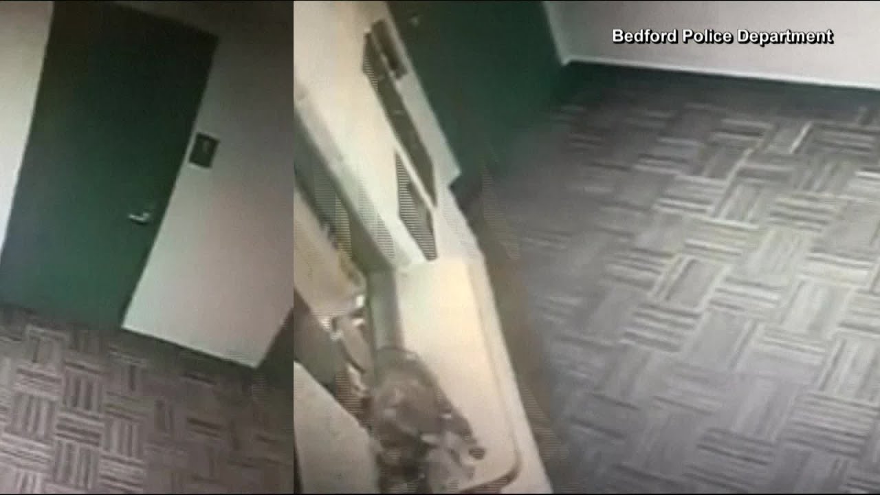 Bedford, Texas Police Officers Chase Raccoon Through Police Station