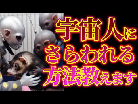 宇宙人にさらわれる方法を教えます！【おしゃべりフェレット動画】  #ferret  #フェレット #ペット #小動物
