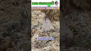 உயிர் இருக்கு ஆனா இல்ல😱💯There is life, yet there isn't❗😮🌴 #organicagriculture #fyp