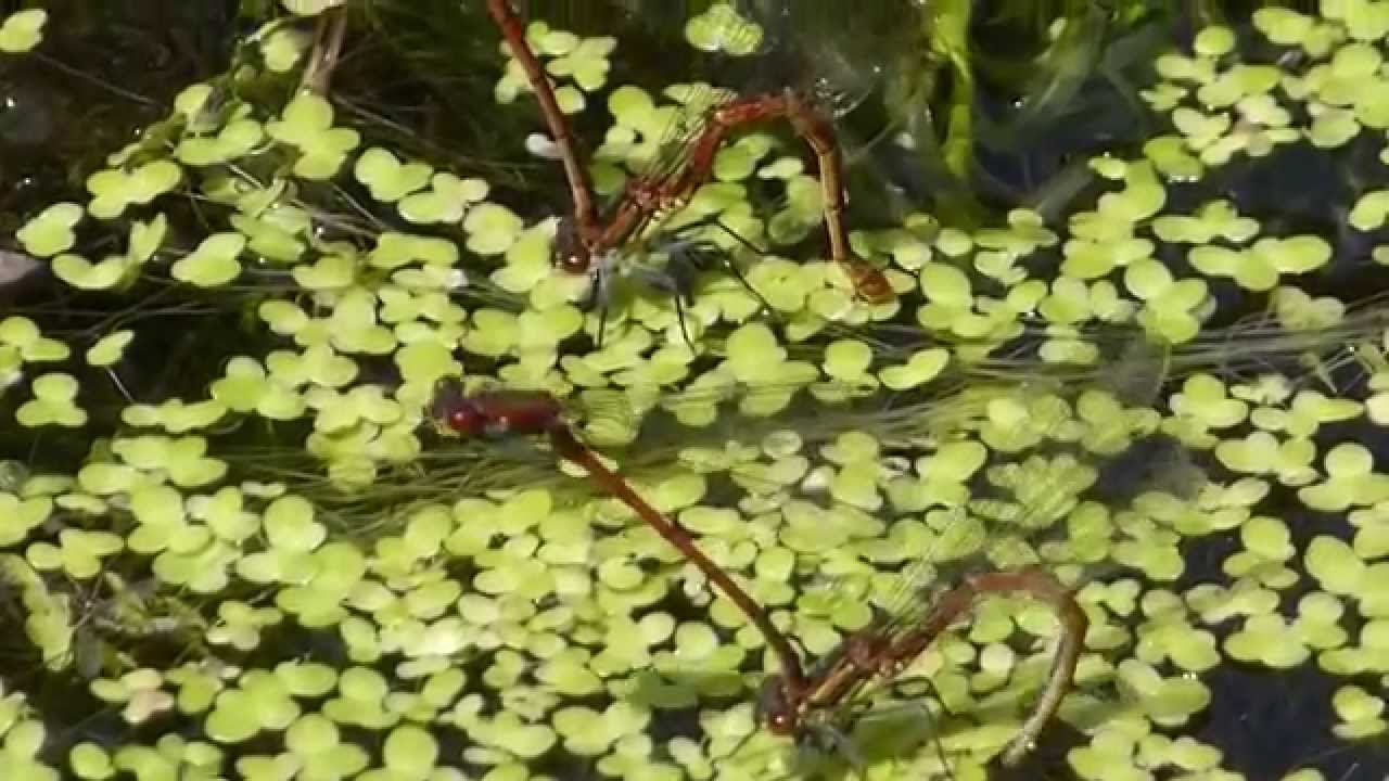 Large red Damselfly - Pyrrhosoma nymphula laying eggs  - Meyjarfluga - Glermey - Vatnaskordýr
