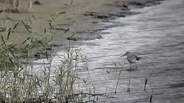 2010-10-19_Grote-Geelpootruiter_Colijnsplaat-02.MOV