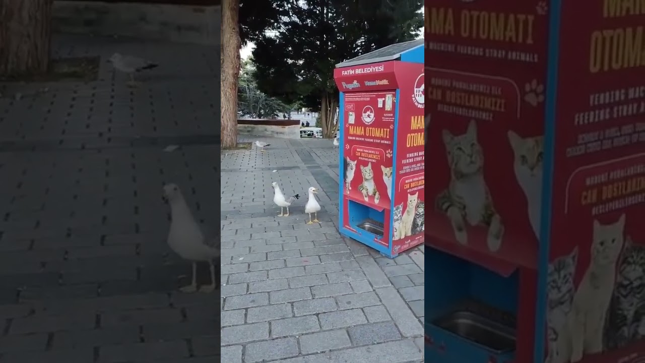 Seagulls Meowing at a Vending Machine for Cats in Turkey