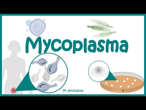 वीडियो: माइकोप्लाज्मा किसे हो सकता है?