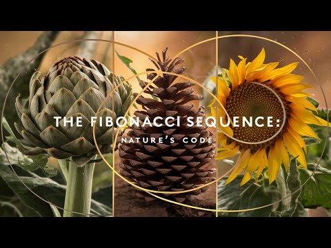 The Fibonacci Sequence: Nature's Code