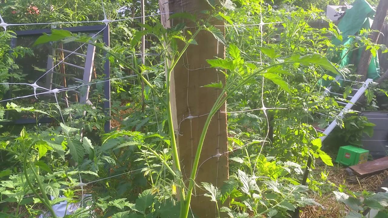 Picking first flowers off of tomato plant part 2 good or bad YouTube