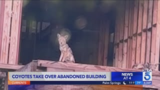 Coyotes take over abandoned building