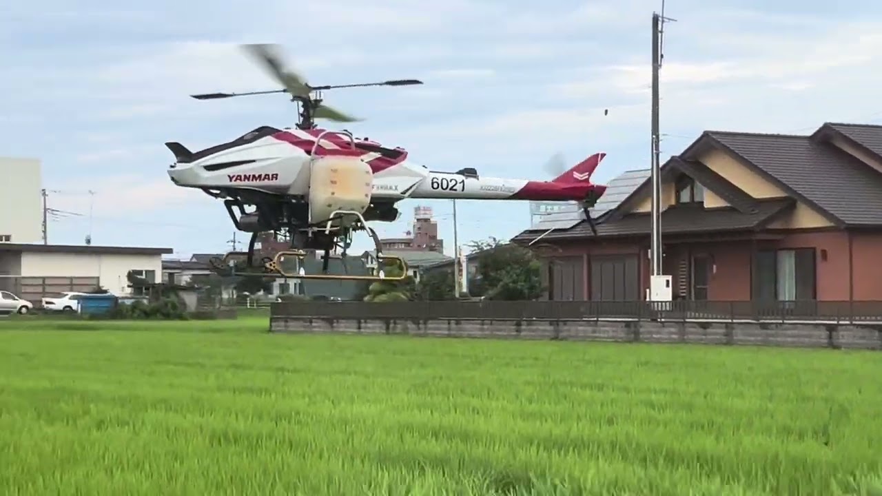 Proses membasmi hama di Jepang