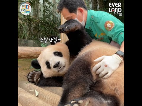 [ENG] [판다와쏭] 송바오 손은 약손~💊 본격 힐링 교감타임 | <strong>에버랜드</strong> <strong>판다월드</strong>(Panda World) #푸바오