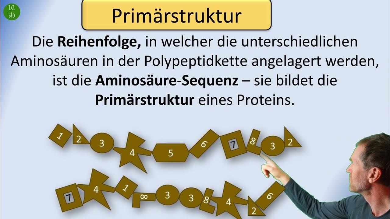 Strukturebenen bei den Proteinen Primärstruktur bis Quartärstruktur Bau und Funktion erklärt