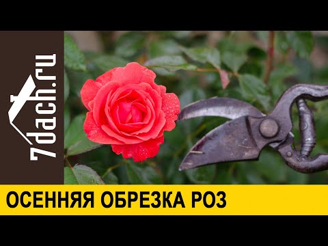 &#55356;&#57145; Осенняя обрезка роз по типам растений. Какие розы обрезать не обязательно 7 дач