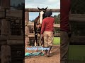Doma, respeto y paciencia se logra un animal bien confiable 👍🏻