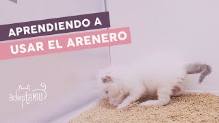 Cómo Enseñarle A Gatitos A Usar El Arenero