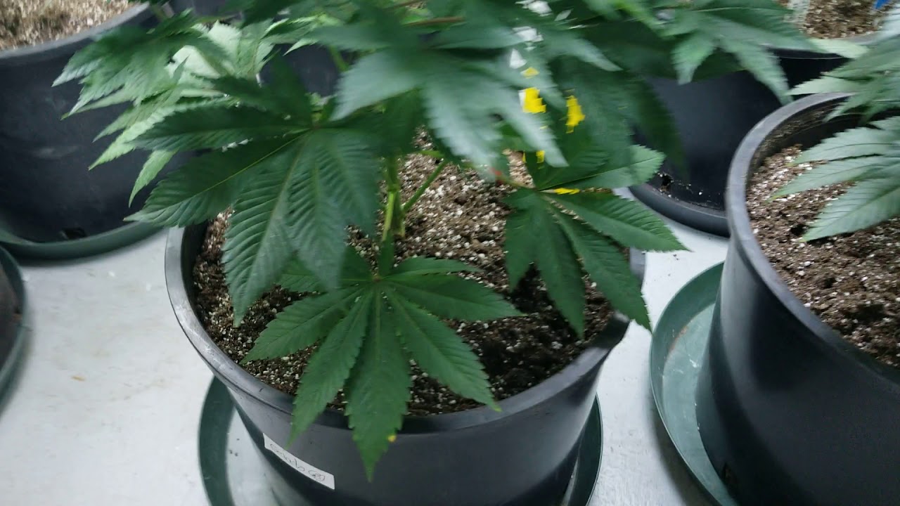 Cinderella 99 update