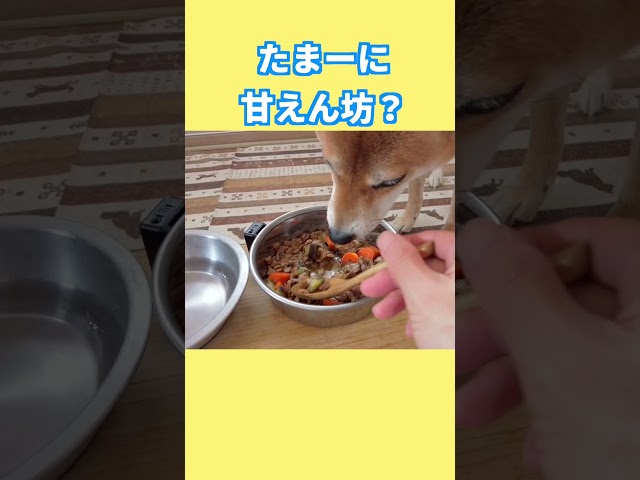 甘えん坊 #神戸 #ペキ柴 #shibainu #shiba #癒し
