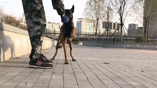 Day 6 Three Leg Walk Trick Training | Belgian Malinois dog by WoofMeow 587 views 11 months ago 1 minute, 31 seconds