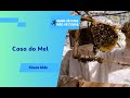 A cadeia produtiva do mel | Casa do Mel 🐝🍯