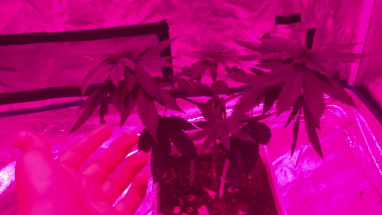 300 watt LED ! Indoor grow !!!