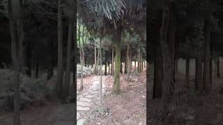Pine#forest #chimney #beautiful #nature