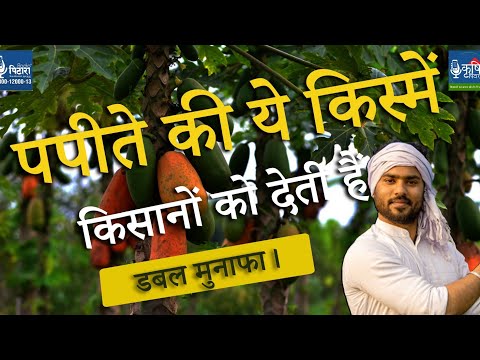 पपीते की विभिन्न किस्में | Papaya Farming | Papaya Varieties | Agriculture | Horticulture | बागवानी