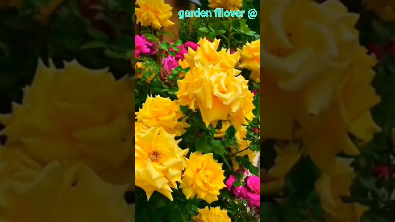 A picture of yellow angels 