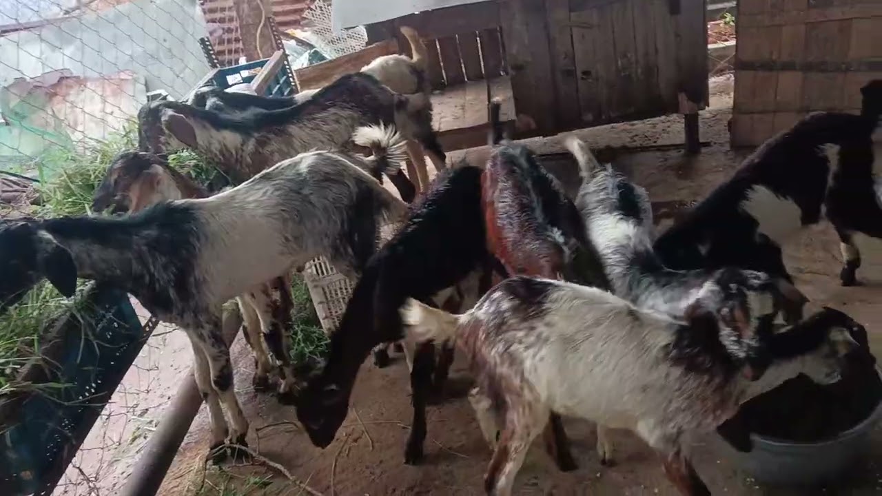 கொடி ஆடு குட்டிகள் விற்பனை இடம் கோவில்பட்டி 5கிடாய் 4பெட்டை 9344171155