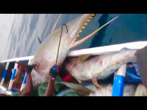 Local Senagal fishermen catching giant tunas with handline and being out at sea for days