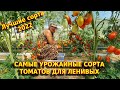 Самые урожайные семена томатов 2022. Лучшие сорта низкорослых томатов