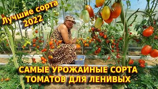 Самые урожайные семена томатов 2022. Лучшие сорта низкорослых томатов