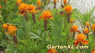 dreibein blumenstnder Gadgy Outdoor Stehlampe LED Solar mit Blumenstnder  Wasserdichte Ste   xLumina