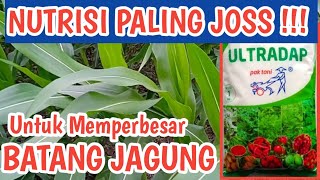 Benefits and How to Use Ultradap Fertilizer for Corn Plants