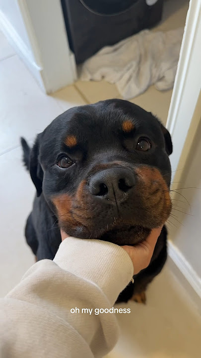 HE GAVE IT BACK 😭 #rottwiller #treats