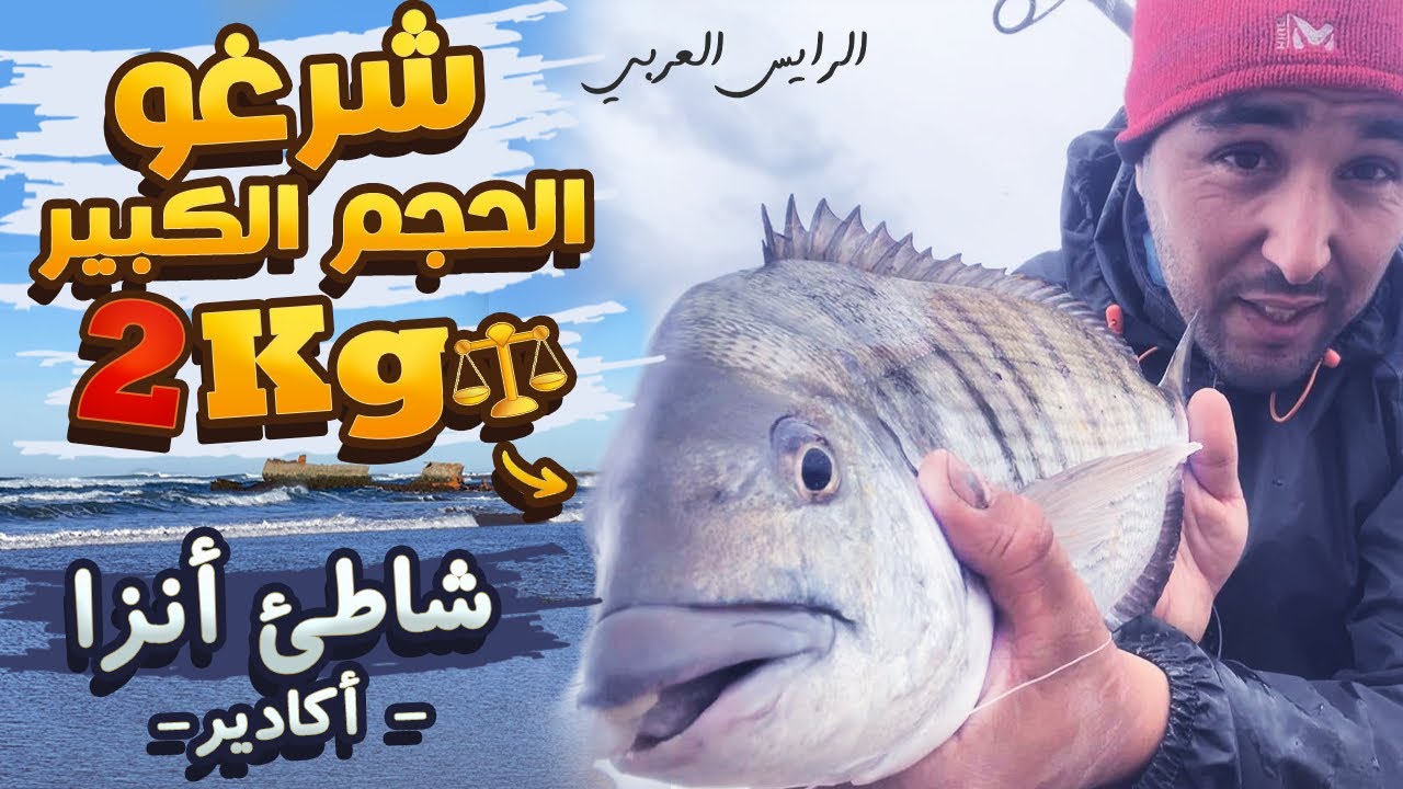 صيد شرغو الحجم الكبير مع معلومات حول أستخدام الطعوم المناسب