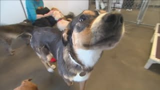 New drug aims to extend dog's lives