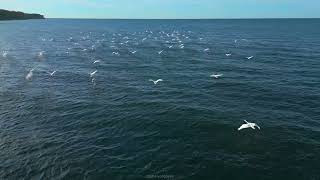 Стая лебедей над Балтикой 🦢 #лебеди #балтика #птицы