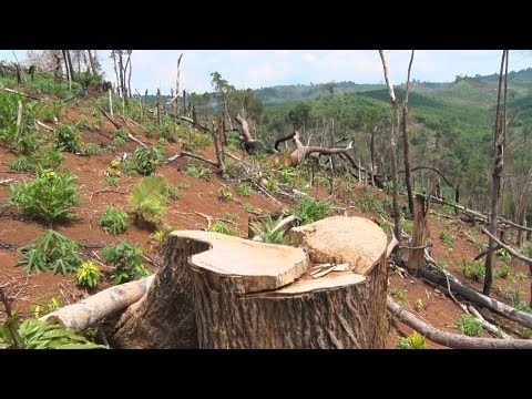 Video Phá trắng gần 30 ha rừng ở xã Quảng Trực, Đắk Nông - youtube