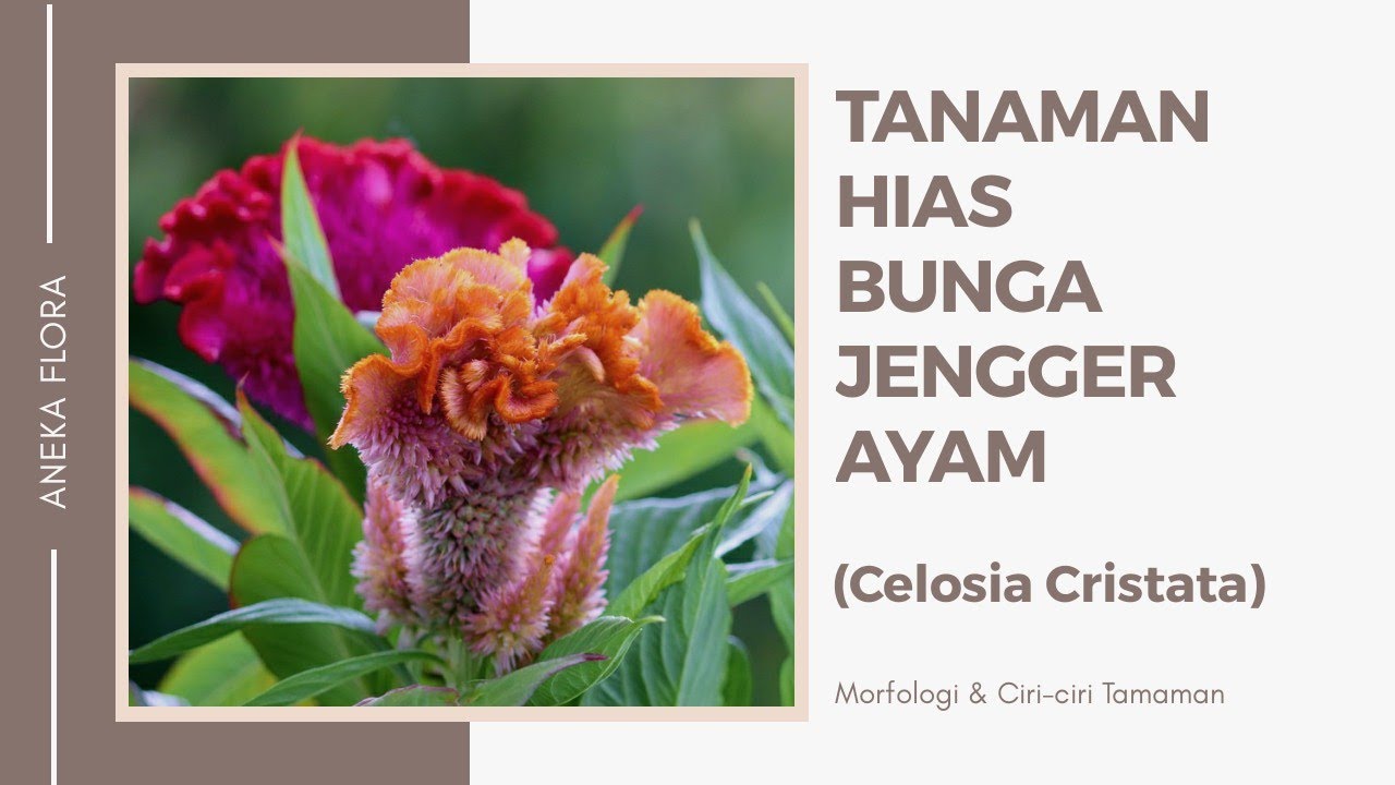 TANAMAN HIAS BUNGA JENGGER AYAM (CELOSIA CRISTATA) || Aneka Flora
