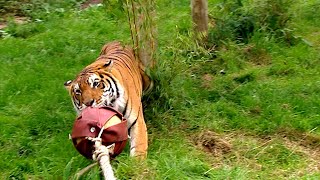 How Strong Are Tigers? Zoo Keepers Take On Big Cats in Tug of War! @WildHabitat