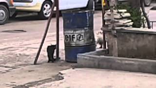 Pisicik Havhava Karsi