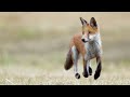 The story behind amazing moments spent photographing FOX CUBS | WILDLIFE PHOTOGRAPHY