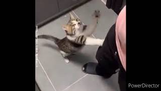 Funny cat videos in the Discord chat