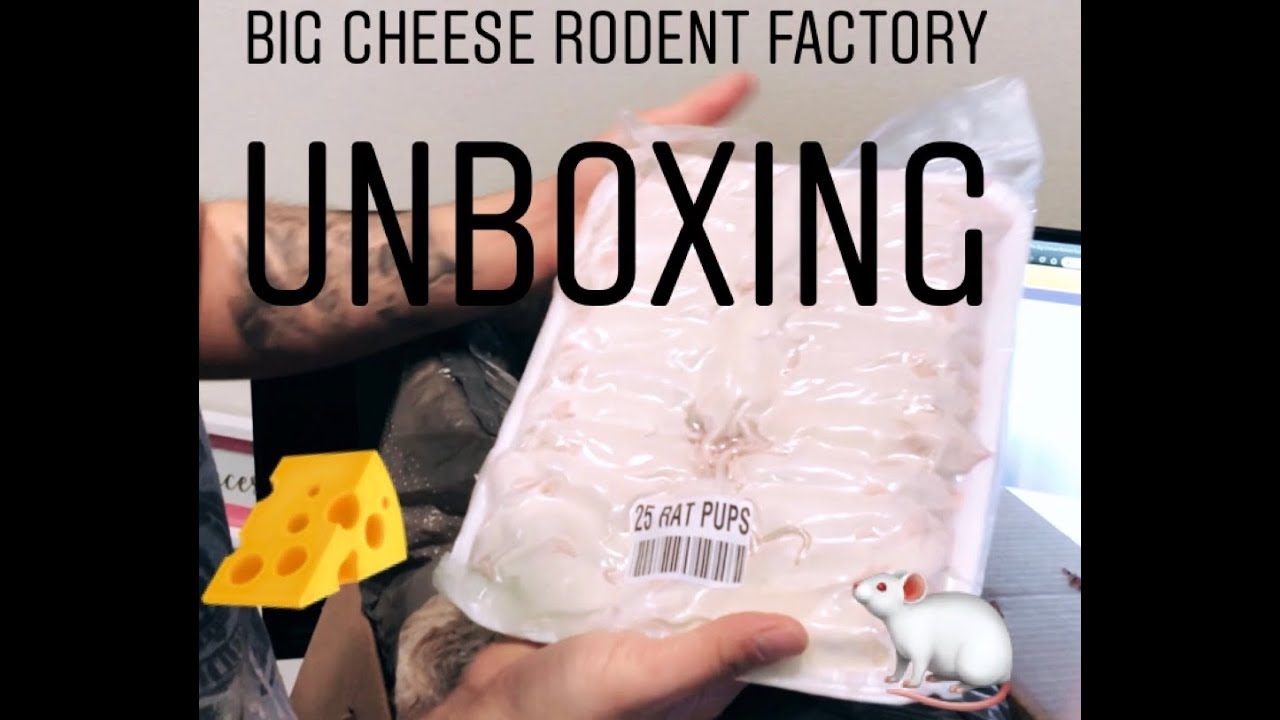 Big Cheese Rodent Factory Unboxing YouTube
