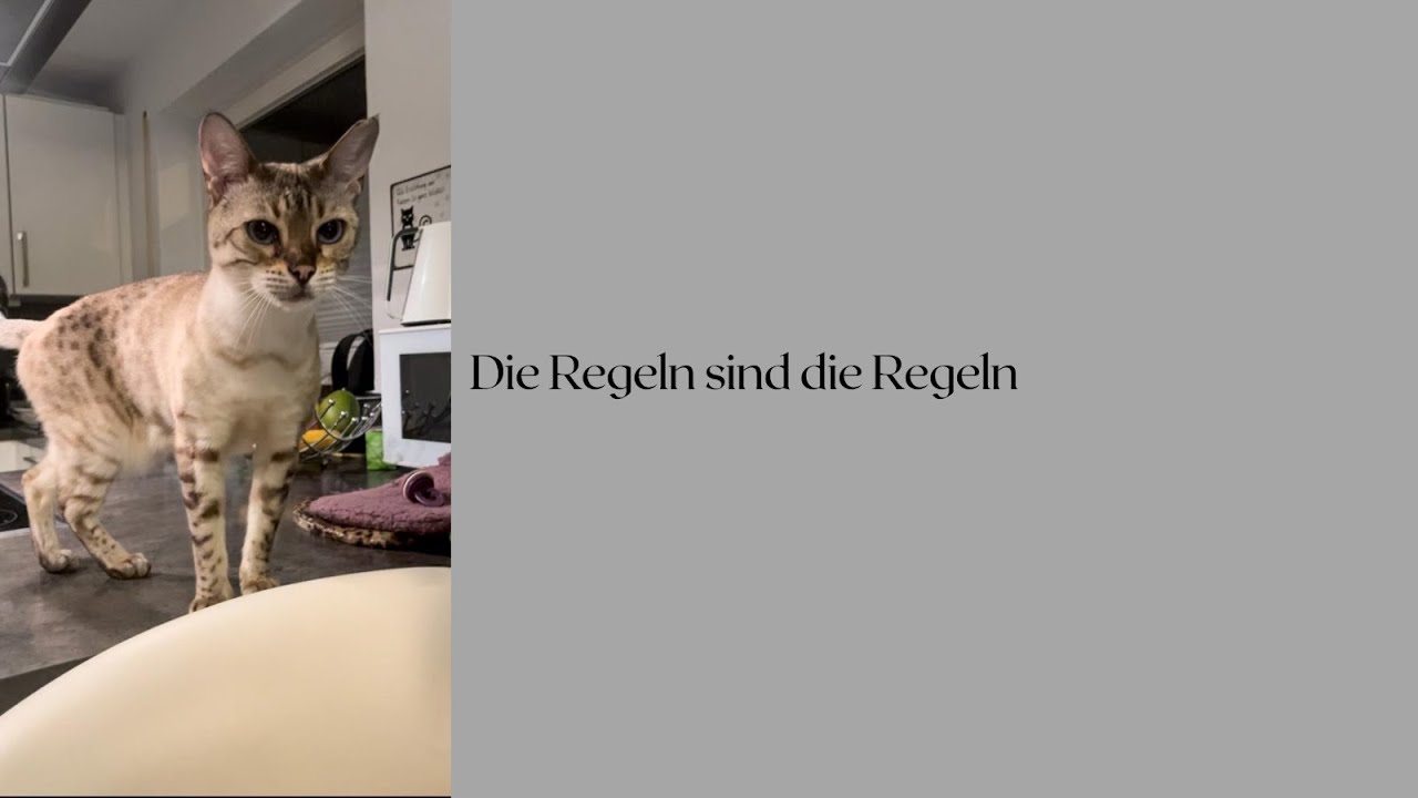 Die Regeln sind die Regeln🤷♀️ katzen miau katzenaufyoutube