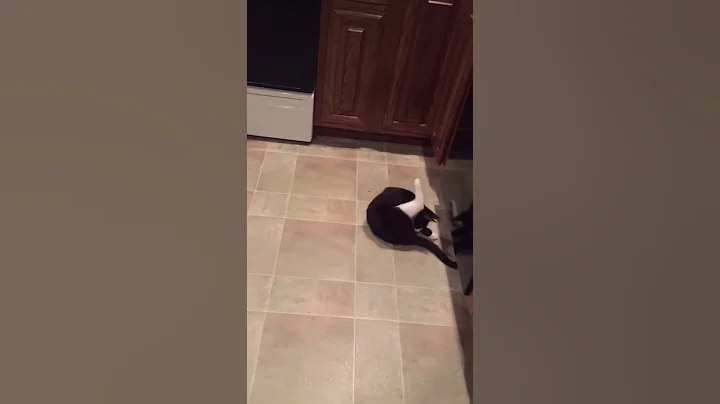 Cat Slam!