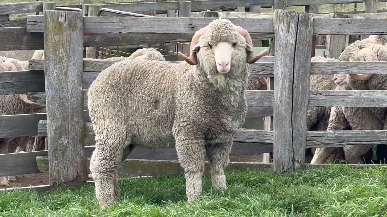 LOT 31 MIC-16.8 SD=2.4 CV-14.6 CF-99.8