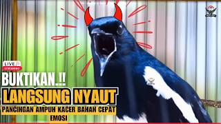 KACER GACOR JUARA 🏆 MASTERAN PALING DICARI SUARA KACER GACOR NGEPLONG, ISIAN RAPAT & POWER FULL!