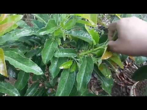 Video: Memotong Buah Ara Daun Rebab – Cara Memangkas Pokok Ara Daun Rebab
