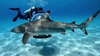 Bir Dalgıçın, Köpeğine Yaptırdığı Özel Kabinle Birlikte Okyanus Dibine Dalış Yaptığı Anlar.